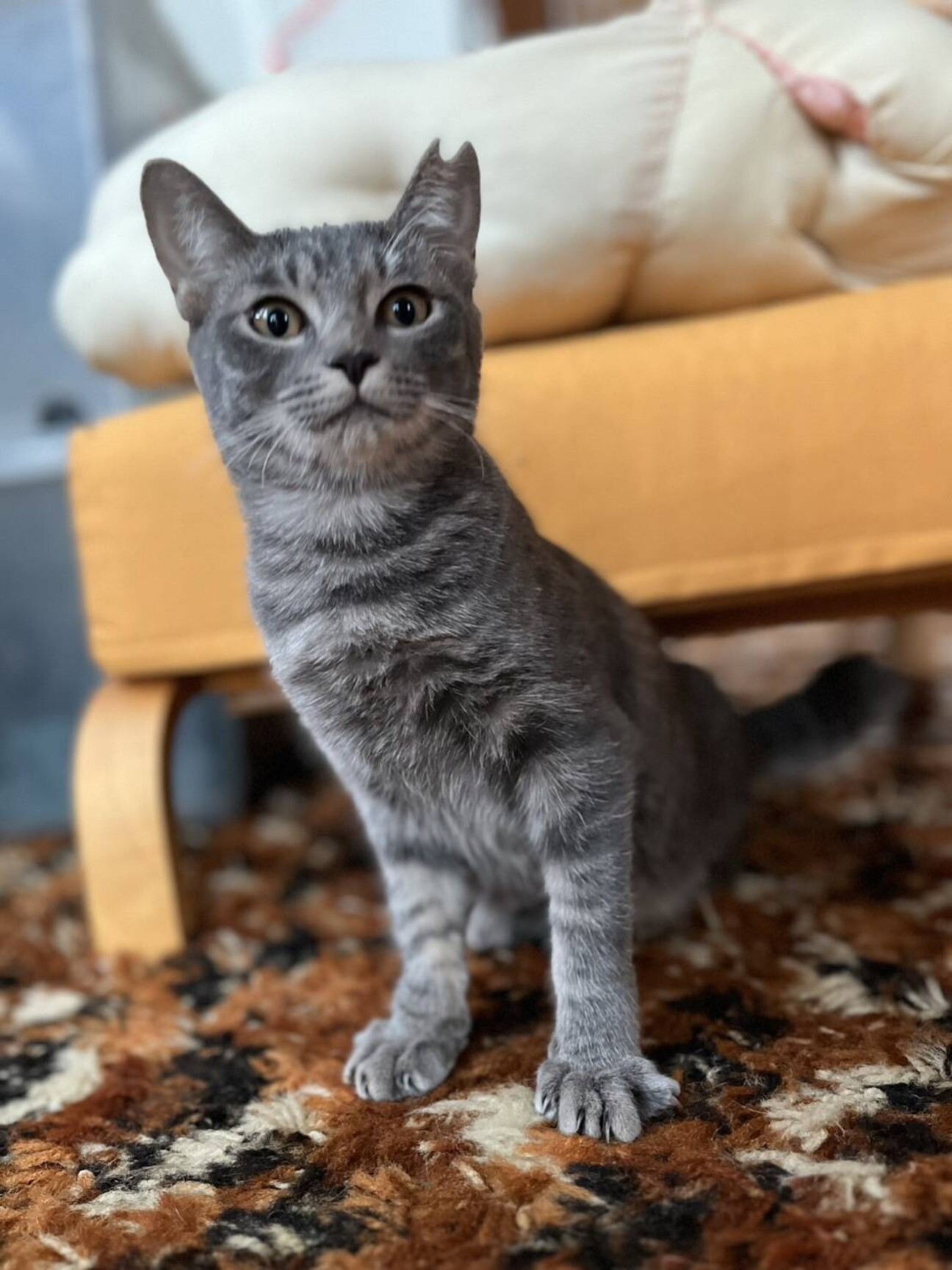 珍しい色のグレーグレコちゃん」岡山県 - 猫の里親募集(473254) 1枚目