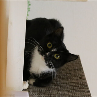 ツキノワグマみたいな柄の可愛い靴下黒猫さんです