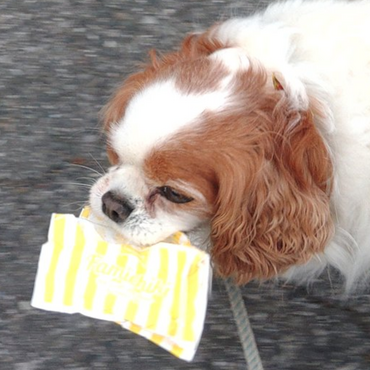 道ばたのゴミ(ファミチキの袋)を拾うチェリー