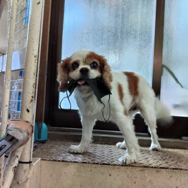 道ばたのゴミ(黒マスク)を拾うチェリー