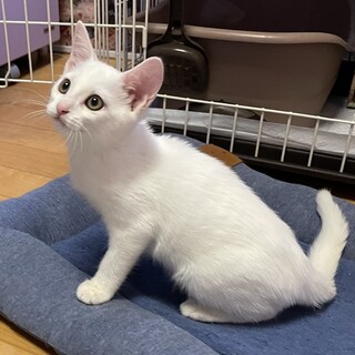 ⭐︎白猫さま⭐︎専用 R64月産まれの白猫オス 里親募集 - ぽちとたま