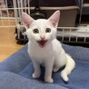 白猫♂2.5ヶ月 サムネイル3