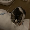 生後3ヶ月程のメス猫です！