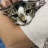 生後3ヶ月程のメス猫です！ サムネイル2