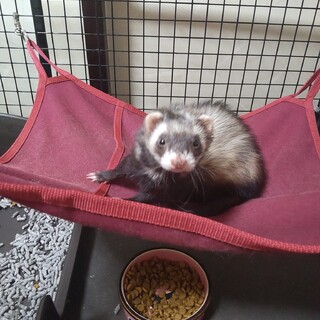 元気なフェレットの女の子です！