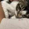 生後3ヶ月程のメス猫です！ サムネイル3