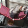 元気なフェレットの女の子です！ サムネイル2