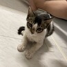 生後3ヶ月程のメス猫です！ サムネイル4