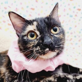 【10/22東日本橋】シャイな女の子♡ギズモちゃん