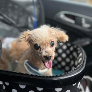 トイプードル　ムツゴロウさん　里親様募集☆