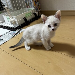 里親募集 -子猫兄弟