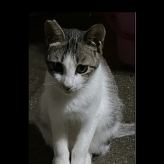 猫の里親になってくれる方を探しています  