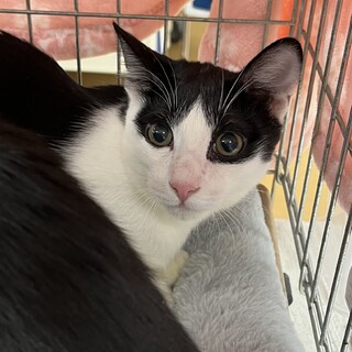 里親決定。ロックなシンクロ模様パズー君