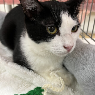 里親決定。横流し前髪のシータちゃん