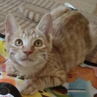 人なれ完璧茶トラ君３か月半去勢手術済み