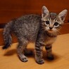 生後4〜5週目、キジトラの元気な女の子♀ サムネイル2