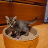 生後4〜5週目、キジトラの元気な女の子♀ サムネイル4