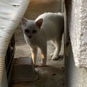 庭に突然子猫が現れました。里親さん募集します