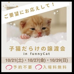 子猫譲渡会 in ファニーキャット