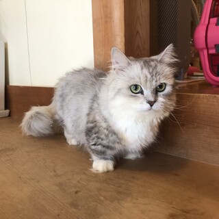 元気いっぱいの短足くん