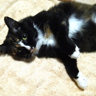 優しい静かな半長毛三毛さん◆ティアラ