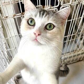 C23-W1207★美形女子★ツンデレ★