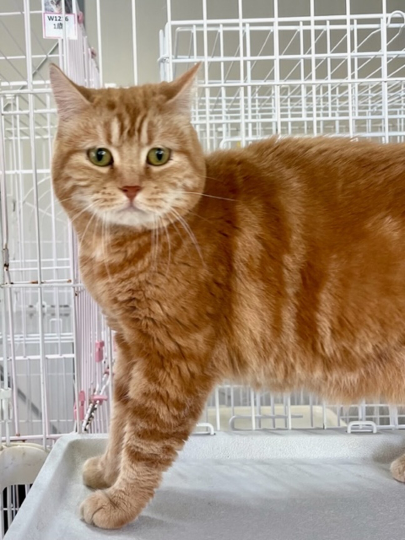 ♥ねこ様✨4点千円 3セット 楽天市場】招き猫 置物 貯金箱 プリンセスキャット ジャンボ