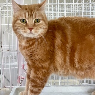 C23-W1214★猫初心者◎★じゃれ猫