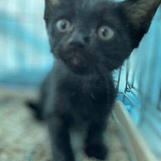 譲渡されました。