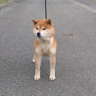 展覧会・繁殖引退犬の里親さんを募集します！