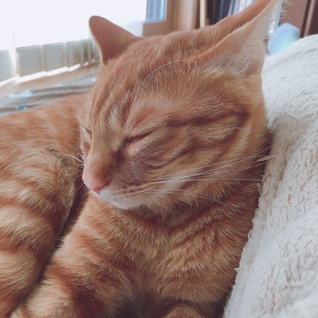 gatto_arancioneのカバー写真