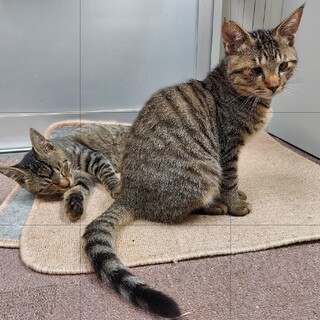 生後5ヵ月　兄弟ネコちゃんの里親さん募集