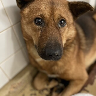 処分対象です。収容期限10/24迄