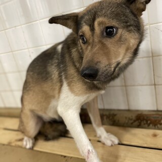 小柄な女の子　処分対象　収容期限10/20迄