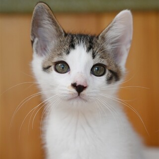 生後2か月半くらいの白キジくん