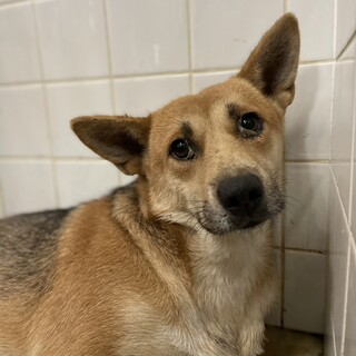 処分対象です。収容期限10/24迄