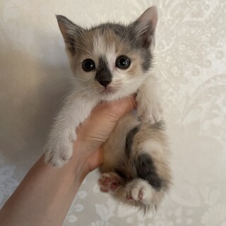 生後4週くらい小さなミケちゃん300グラムくらい