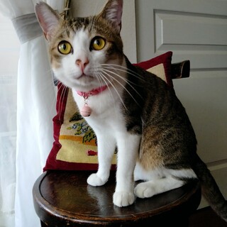 珍しい三毛男子のたろまるくん！