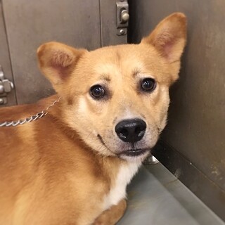 【相談中】のびしろたっぷり！　ピッツァくん　1歳