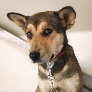 富士額わんこ　ヨルちゃん　