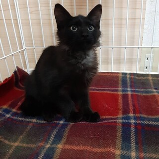 里親決定しました、ありがとうございました。