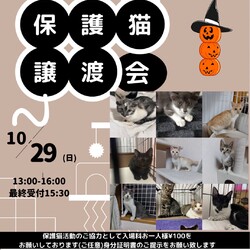 子猫だらけの里親会！