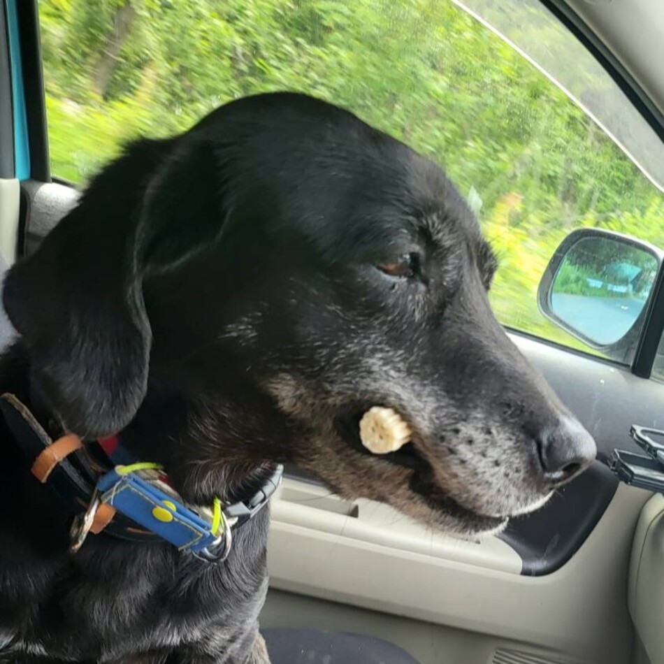 ナナのカバー写真