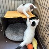 野良猫の生後1ヶ月半兄弟子猫を保護しました。 サムネイル4