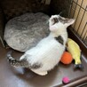 野良猫の生後1ヶ月半兄弟子猫を保護しました。 サムネイル6