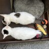 野良猫の生後1ヶ月半兄弟子猫を保護しました。 サムネイル7