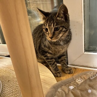 【一時停止】キジトラのかわいい女の子★3ヶ月