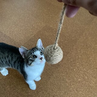 元気で遊び好きな男の子　新しい家族を探しています！