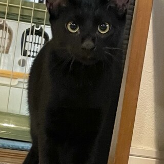 振り向くとゆきおがいる♡ゴロゴロ黒猫