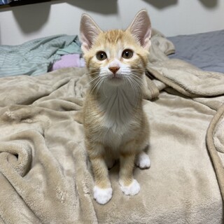 素敵な家族が見つかりました